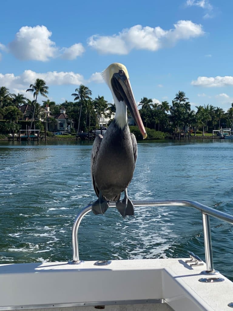 A brown pelican perches on a boat railing with water, palm trees, and houses visible in the background under a blue sky with scattered clouds—a classic scene you might spot during a Naples FL Deep Sea Fishing adventure.